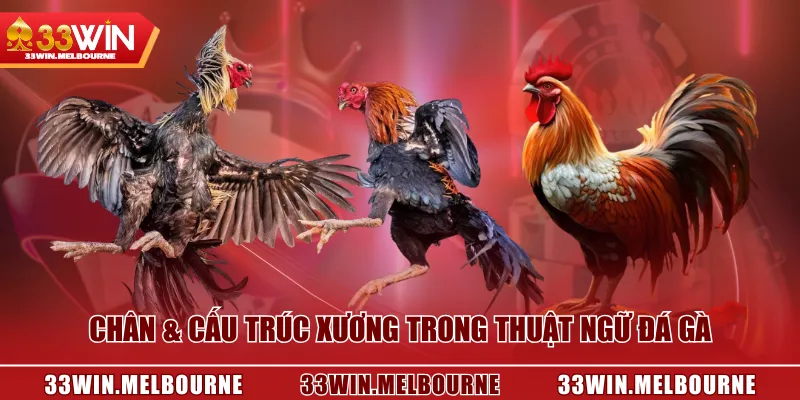 Chân & cấu trúc xương trong thuật ngữ đá gà