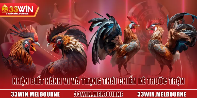 Nhận biết hành vi và trạng thái chiến kê trước trận