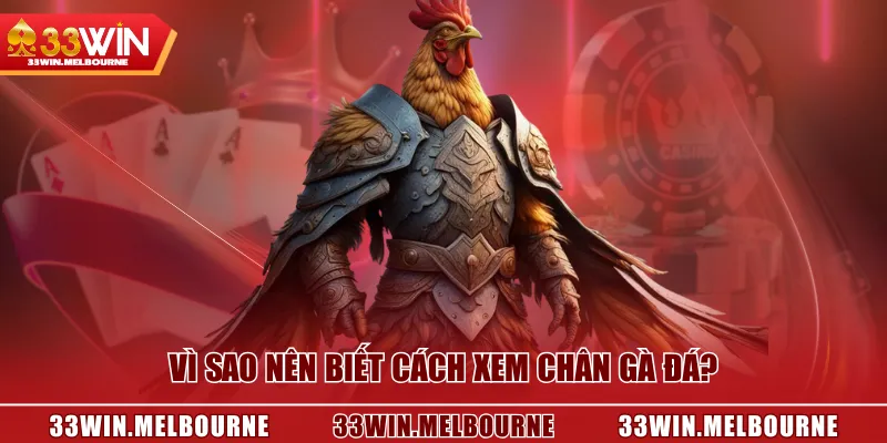 Vì sao nên biết cách xem chân gà đá?